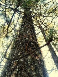 Low angle view of tree against sky