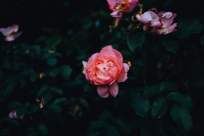 Close-up of pink rose