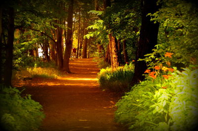 Narrow pathway along trees in forest