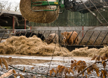 View of an animal in pen