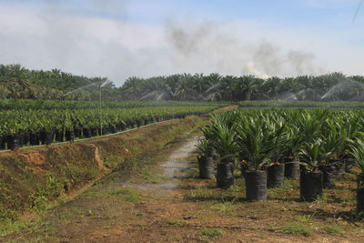 Scenic view of agricultural field against sky