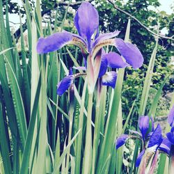 Close-up of purple crocus blooming outdoors