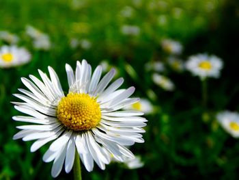 Close-up of white daisy flowers