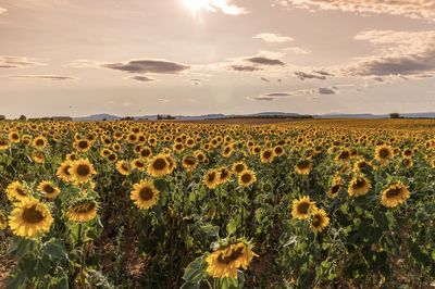 Scenic view of sunflower field against sky