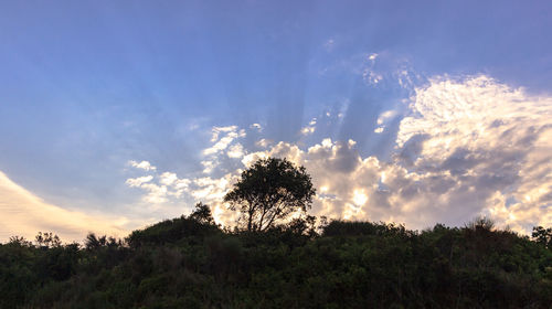 Low angle view of silhouette trees against sky