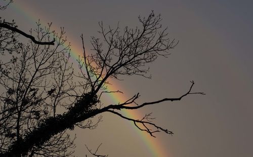 Low angle view of silhouette bare tree against clear sky