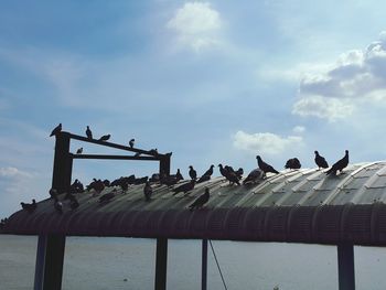 Group of pigeons outdoors