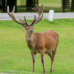 Stag in bushy park