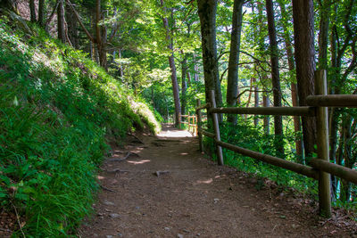 Footpath amidst trees in forest