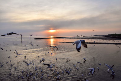 Seagulls on beach against sky during sunset