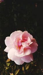 Close-up of pink flower blooming outdoors