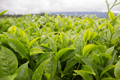 Close-up of plant