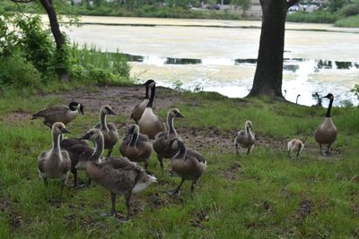 Ducks on field by lake