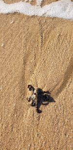 High angle view of insect on sand