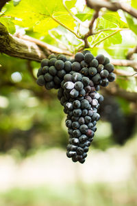 Close-up of grapes growing in vineyard