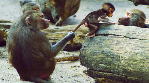 Close-up of monkey sitting outdoors