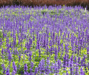 Close-up of purple lavender flowers in field