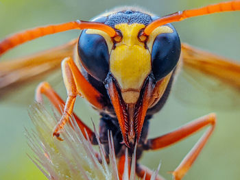 Potter wasp portait