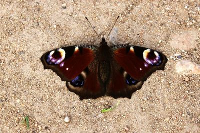 High angle view of insect on sand