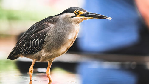 Close-up of bird