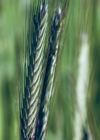 Close-up of crops on field