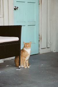 Cat and turquoise door
