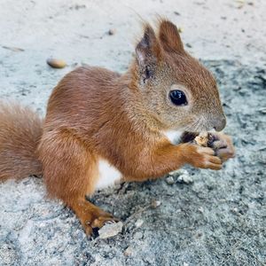 Close-up of squirrel on rock