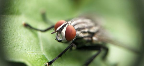 Close-up of insect