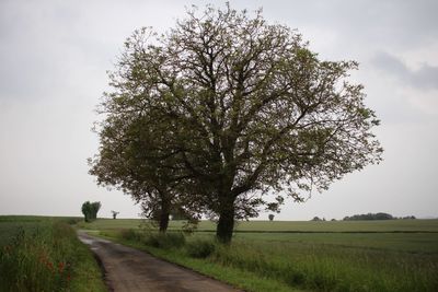 Empty road by trees on grassy field