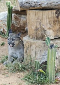 Close-up of plant in zoo