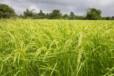 Crops growing on field against sky