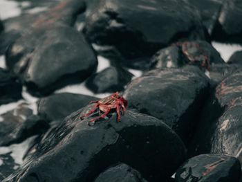 Close-up of crab on rock