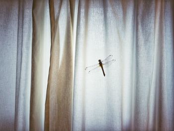 Close-up of spider on window