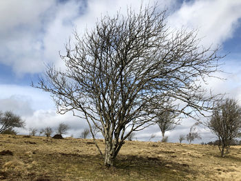 Bare tree on field against sky