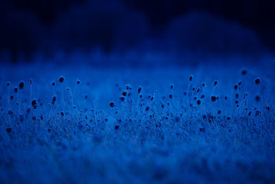 Autumn's frozen tapestry. enchanting meadow captured in ice in northern europe