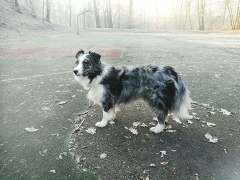 Dog in sunlight