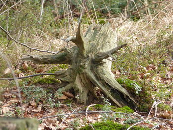 Lizard on tree