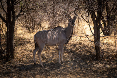 Male greater kudu stands among shady trees