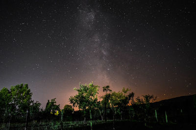 Low angle view of trees against star field at night