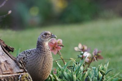 Close-up of a bird on field