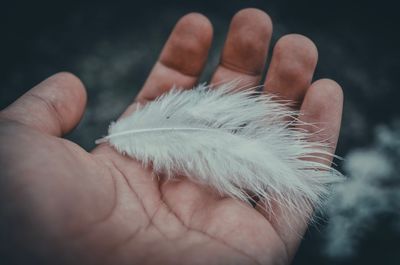 Close-up of hand holding feather