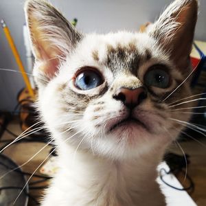 Close-up portrait of a cat