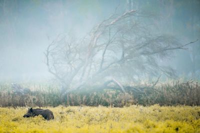 Pig standing amidst plants in forest during foggy weather