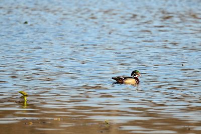 Duck swimming in lake
