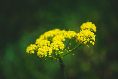 Close-up of fresh yellow flower