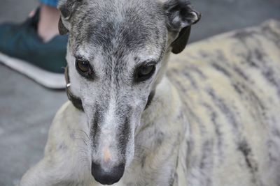 Close-up portrait of dog