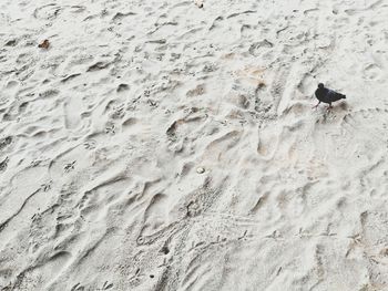 High angle view of man on sand at beach