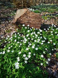 High angle view of flowering plants on field
