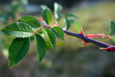 Close-up of fresh green leaves on plant