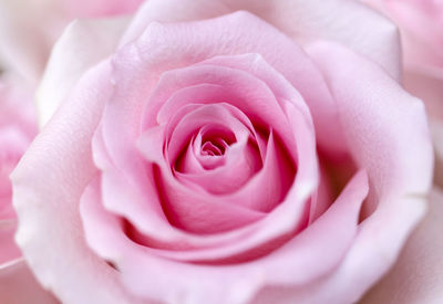 Close-up of pink rose